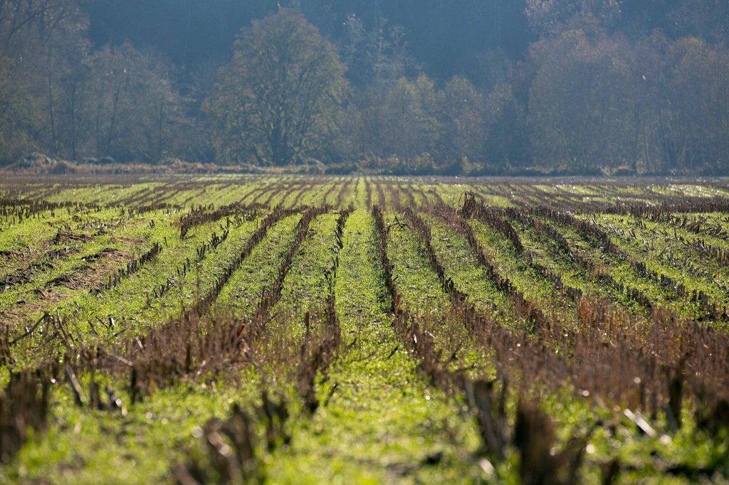 Rows of crops line the floodplains of the Skykomish River at a Sofie Road property purchased by the county for restoration efforts on Thursday, Nov. 16, 2023, in Monroe, Washington. (Ryan Berry / The Herald)