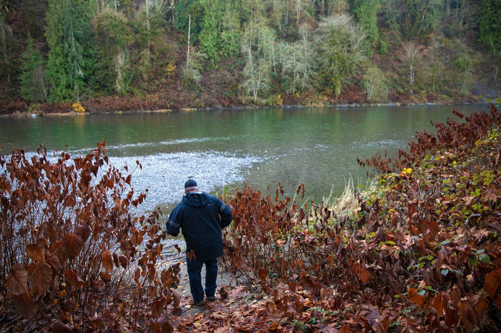 Senior Habitat Specialist Brett Gaddis scrambles down to the Skykomish River at a Sofie Road property recently purchased by the county for floodplain restoration Thursday, Nov. 16, 2023, in Monroe, Washington. (Ryan Berry / The Herald)