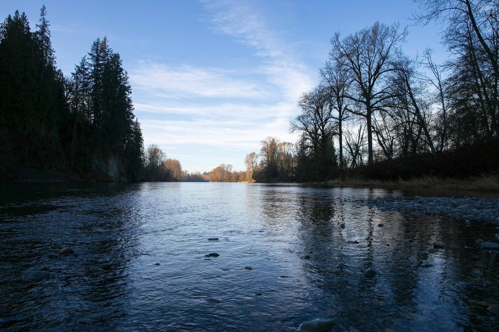 The Skykomish River flows calmly westward on Thursday, Nov. 16, 2023, in Monroe, Washington. (Ryan Berry / The Herald)