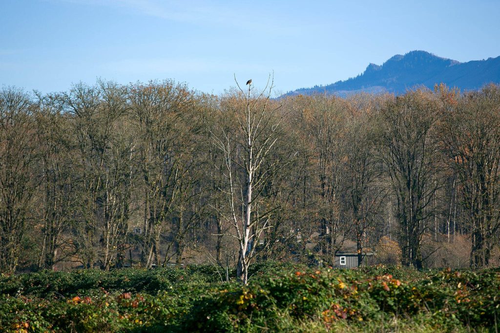 A red-tailed hawk perches at the top of a tree at a Sofie Road property purchased by the county for Skykomish River floodplain restoration on Thursday, Nov. 16, 2023, in Monroe, Washington. (Ryan Berry / The Herald)