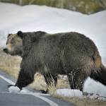 In this undated photo provided by the U.S. Fish and Wildlife Service is a grizzly bear just north of the National Elk Refuge in Grand Teton National Park, Wyo. (Joe Lieb/USFWS via AP)