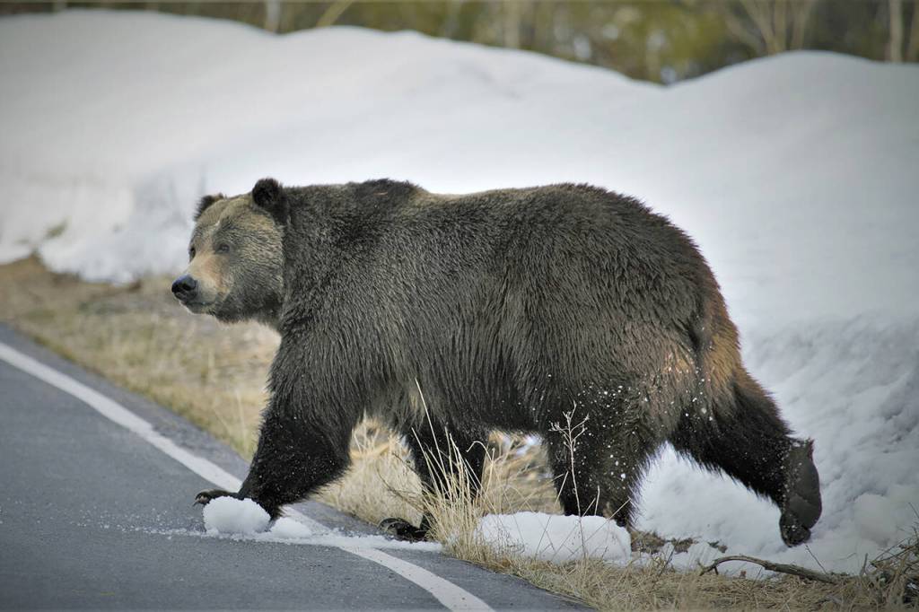 In this undated photo provided by the U.S. Fish and Wildlife Service is a grizzly bear just north of the National Elk Refuge in Grand Teton National Park, Wyo. (Joe Lieb/USFWS via AP)