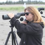 Larissa Pfleeger-Ritzman, head of the Shoalwater Bay Indian Tribes Department of Natural Resources, watches a snowy plover through a scope. (Michael S. Lockett / Aberdeen Daily World)