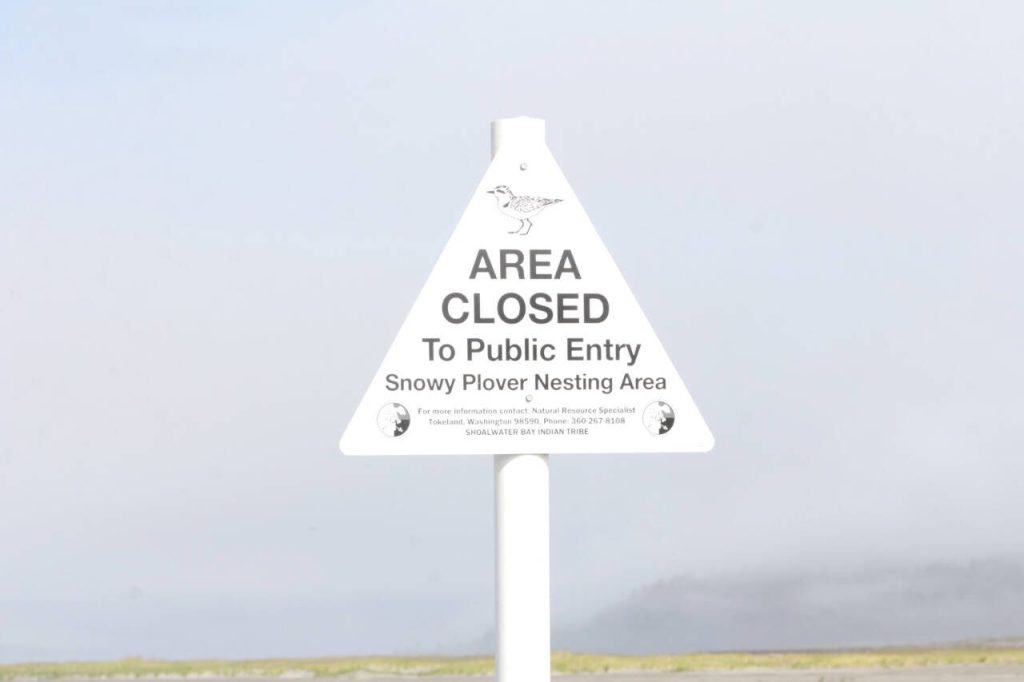Snowy plover nesting sites are protected areas, with human foot and vehicle traffic through them forbidden. (Michael S. Lockett / Aberdeen Daily World)