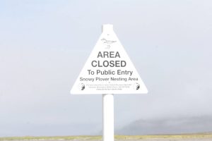 Snowy plover nesting sites are protected areas, with human foot and vehicle traffic through them forbidden. (Michael S. Lockett / Aberdeen Daily World)