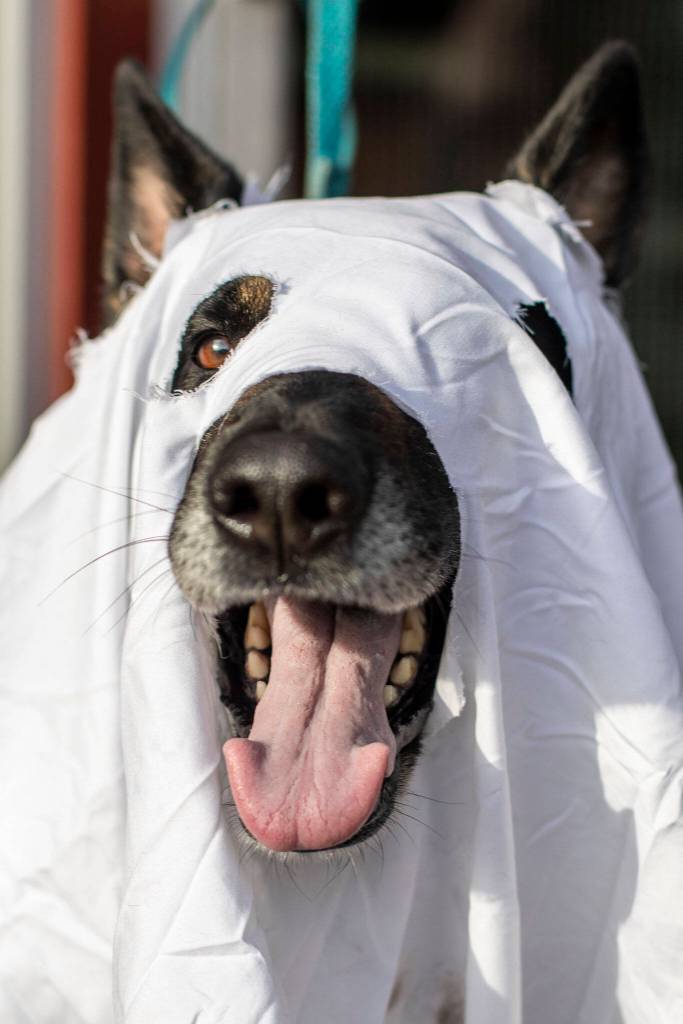 Dax, 5, poses for a photo during the Downtown Trick or Treat event in Monroe, Washington on Tuesday, Oct. 31, 2023. Children, teens and families walked Main Street to collect candy from local businesses. Dogs sported costumes as well and decorations adorned buildings. (Annie Barker / The Herald)