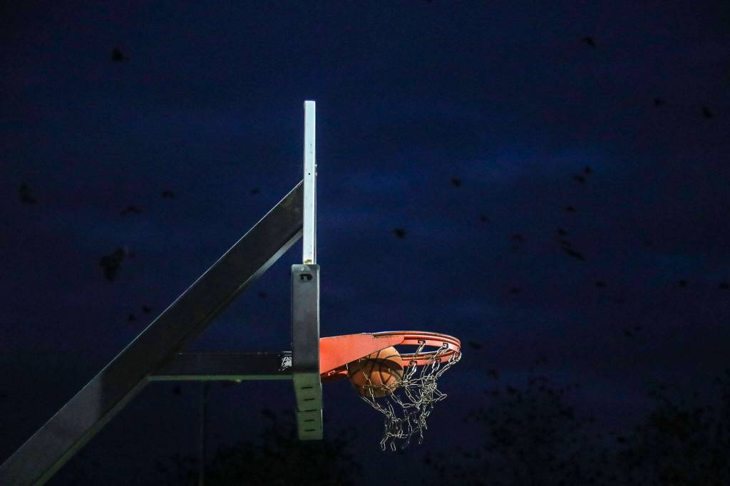 Crows gather during Crow Watch 2023 at the UW Bothell campus in Bothell, Washington on Wednesday, Nov. 15, 2023. Thousands of crows come to roost nightly. (Annie Barker / The Herald)
