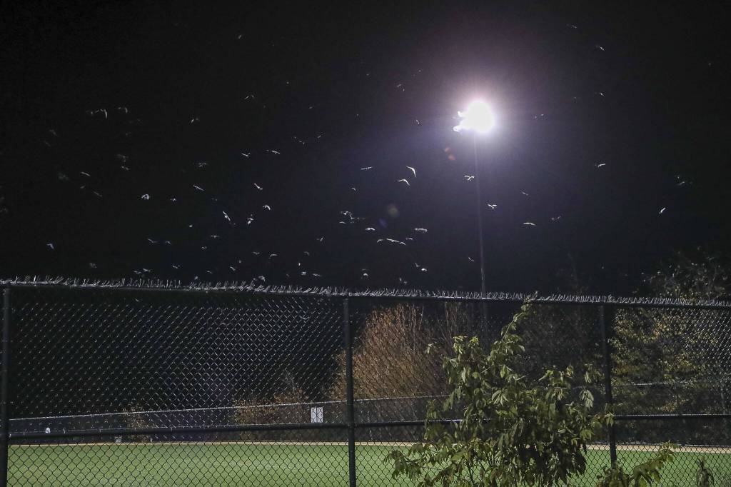 Crows gather during Crow Watch 2023 at the UW Bothell campus in Bothell, Washington on Wednesday, Nov. 15, 2023. Thousands of crows come to roost nightly. (Annie Barker / The Herald)