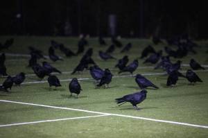 Crows gather during Crow Watch 2023 at the UW Bothell campus in Bothell, Washington on Wednesday, Nov. 15, 2023. Thousands of crows come to roost annually. (Annie Barker / The Herald)