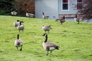A gaggle of geese graze outside of Edmonds United Methodist Church on Wednesday, Nov. 15, 2023 in Edmonds, Washington. (Olivia Vanni / The Herald)