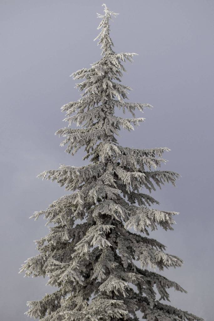 Stevens Pass Resort in Skykomish, Washington on Wednesday, Nov. 29, 2023. (Annie Barker / The Herald)