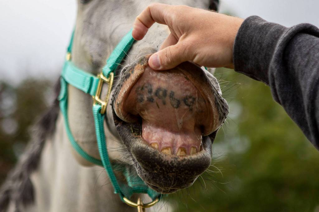 Charles Gifford looks into Mannys mouth to reveal his tattoo at the Gifford Horses barn in Snohomish, Washington on Thursday, Sept. 27, 2023. These tattoos are standard for race horses. (Annie Barker / The Herald)