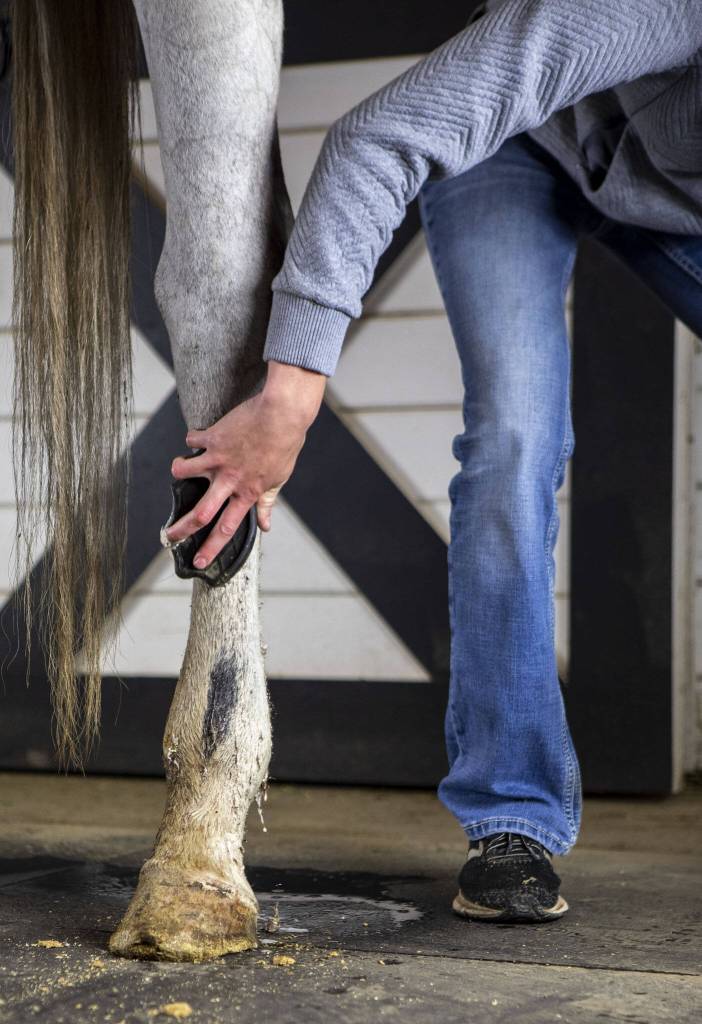 Kaisa checks Mannys legs for lesions and brushes away dirt during his initial inspection at the Gifford Horses barn in Snohomish, Washington on Tuesday, May 30, 2023. (Annie Barker / The Herald)