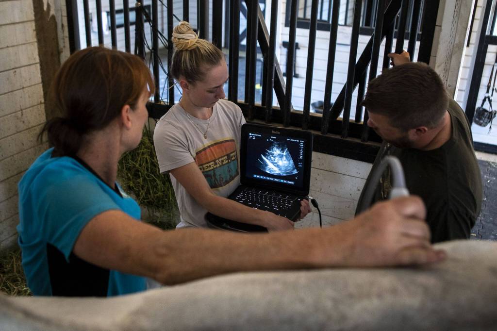 Left to right, Dana Bridges Westerman, Kaisa, and Charles look at Mannys kidney at the Gifford Horses barn in Snohomish, Washington on Friday, June 23, 2023. Thankfully there seemed only to be a bruise and it went away over time. (Annie Barker / The Herald)
