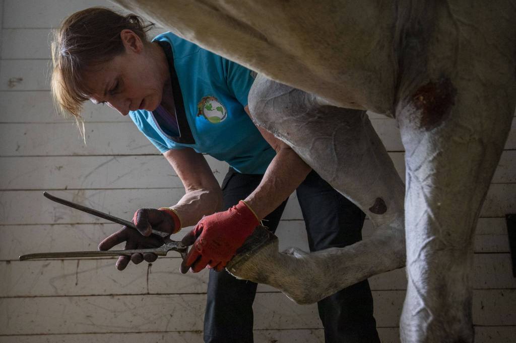 Dana Bridges Westerman removes part of Mannys hoof to offer him relief from pain and pressure at the Gifford Horses barn in Snohomish, Washington on Friday, June 23, 2023. (Annie Barker / The Herald)