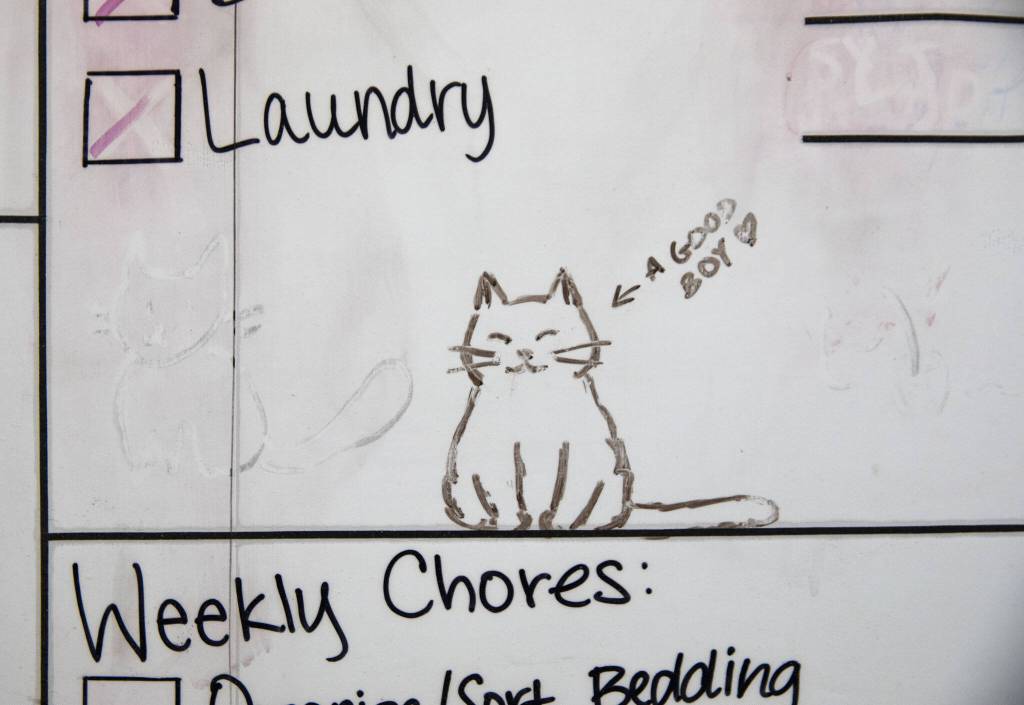 A cat doodle on one of the volunteer chores boards at PAWS on Monday, Nov. 27, 2023, in Lynnwood, Washington. (Olivia Vanni / The Herald)