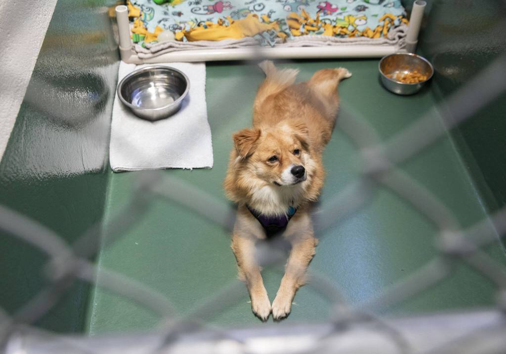 Junior, a dog being adopted by a PAWS volunteer, pays down in his kennel on Monday, Nov. 27, 2023, in Lynnwood, Washington. (Olivia Vanni / The Herald)