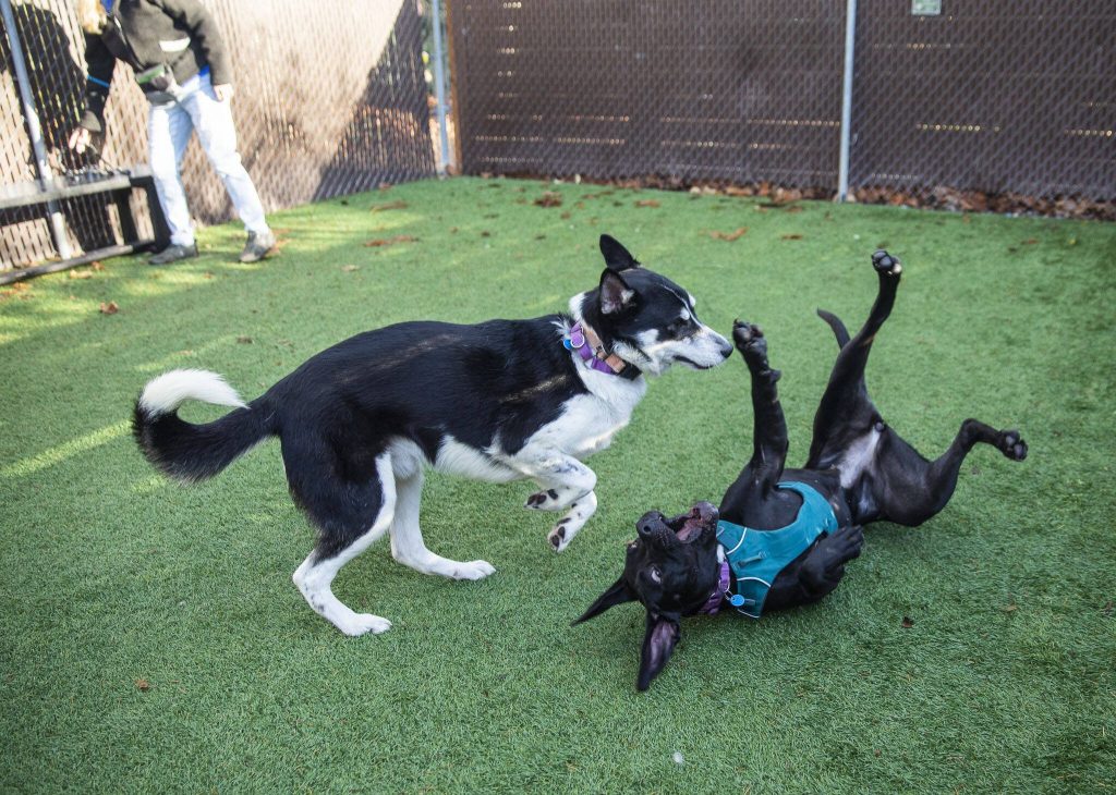 Benny, left, and Button, right, both currently up for adoption, play in the dog pen area at PAWS on Monday, Nov. 27, 2021 in Lynnwood, Washington. (Olivia Vanni / The Herald)