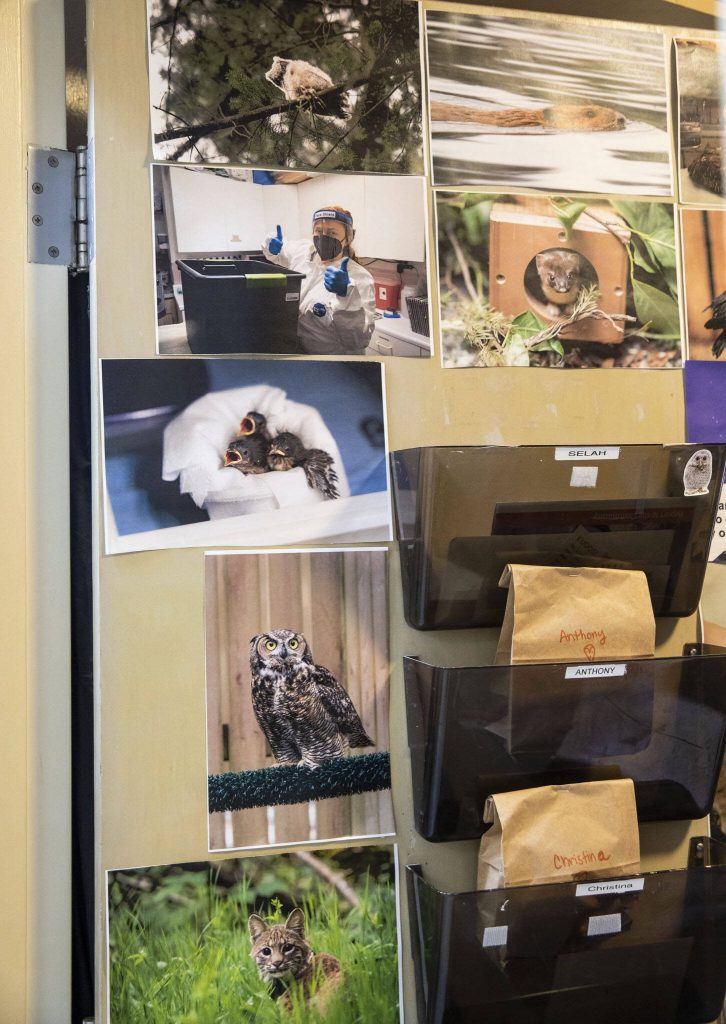 A door covered in photographs of some of the wildlife the PAWS Wildlife Center have helped on Monday, Nov. 27, 2021 in Lynnwood, Washington. (Olivia Vanni / The Herald)