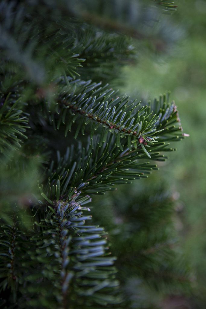 Christmas trees at Stocker Farms in Snohomish, Washington on Tuesday, Oct. 17, 2023. (Annie Barker / The Herald)
