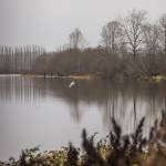A seagull flies across the Snohomish Rover on Monday, Dec. 4, 2023 in Everett, Washington. (Olivia Vanni / The Herald)