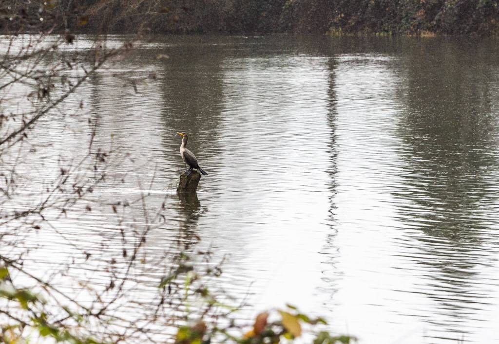 A bird sits on a stump as rain falls along the Snohomish River on Monday, Dec. 4, 2023 in Everett, Washington. (Olivia Vanni / The Herald)