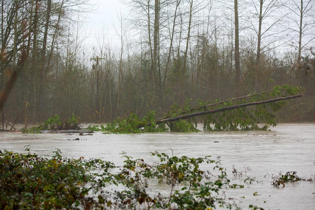 An entire tree rapidly makes its way down the South fork Stillaguamish during heavy flooding on Tuesday, Dec. 5, 2023, in Arlington, Washington. (Ryan Berry / The Herald)