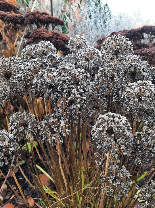 Allium Millenium in Steves winter garden. (Steve Smith)