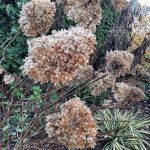 Hydrangea blossoms in Steves winter garden. (Steve Smith)