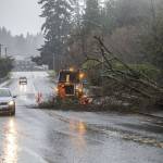 Drivers navigate around a downed tree across Mukilteo Boulevard while crews work to clear the road on Thursday, Dec. 7, 2023 in Everett, Washington. (Olivia Vanni / The Herald)