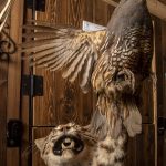 A taxidermied bobcat and pheasant. The term taxidermy comes from the Greek words taxis and derma, which literally translates to the arrangement of skin. (Annie Barker / The Herald)