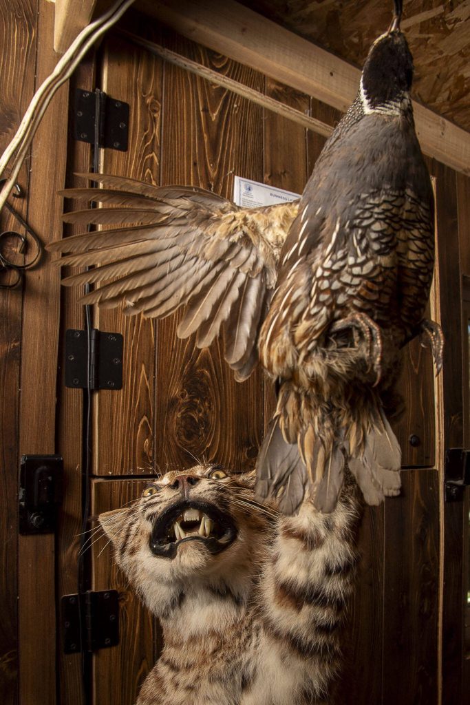 A taxidermied bobcat and pheasant. The term taxidermy comes from the Greek words taxis and derma, which literally translates to the arrangement of skin. (Annie Barker / The Herald)