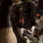 Taxidermied waterfowl. Steve Moro calls his craft the art of preservation. (Annie Barker / The Herald)