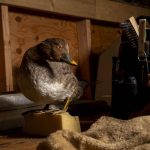 A taxidermied duck. The Moro family got their start in taxidermy in 1947. (Annie Barker / The Herald)