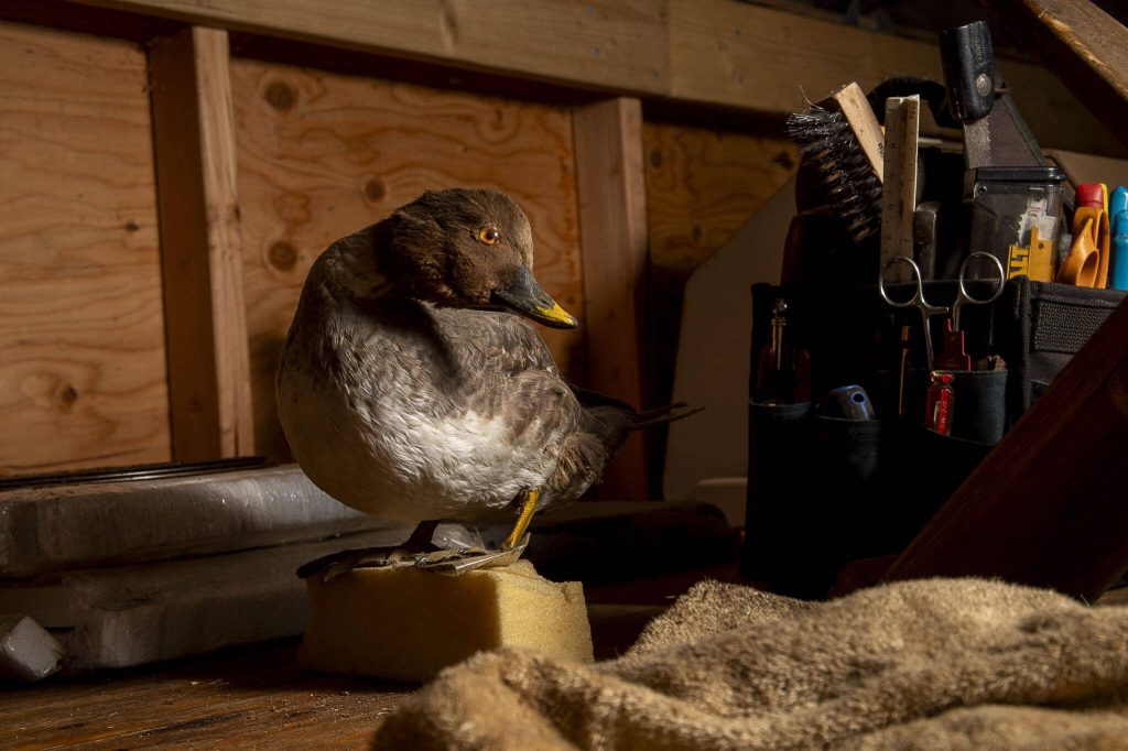 A taxidermied duck. The Moro family got their start in taxidermy in 1947. (Annie Barker / The Herald)