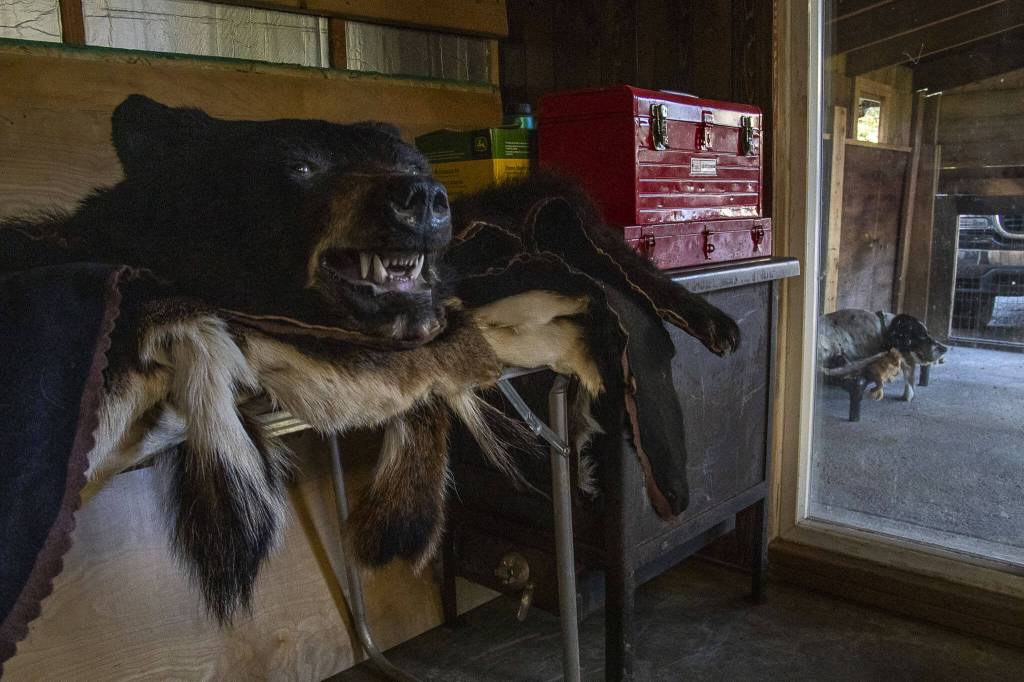 A taxidermied bear, with Clover, Steves Moros dog, standing nearby. (Annie Barker / The Herald)