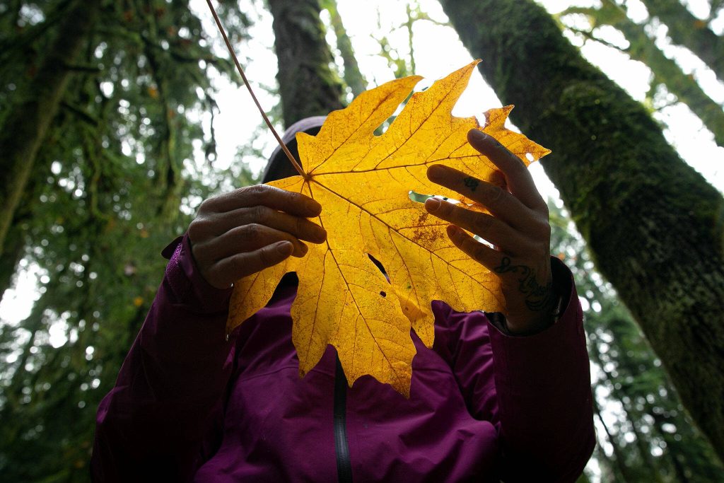 Alexis Burroughs holds a maple leaf while guiding her participants through sensory observation during a forest bathing session Sunday, Nov. 19, 2023, at Lord Hill Regional Park near Snohomish, Washington. Forest bathing is a meditative practice meant to connect people with nature. (Ryan Berry / The Herald)