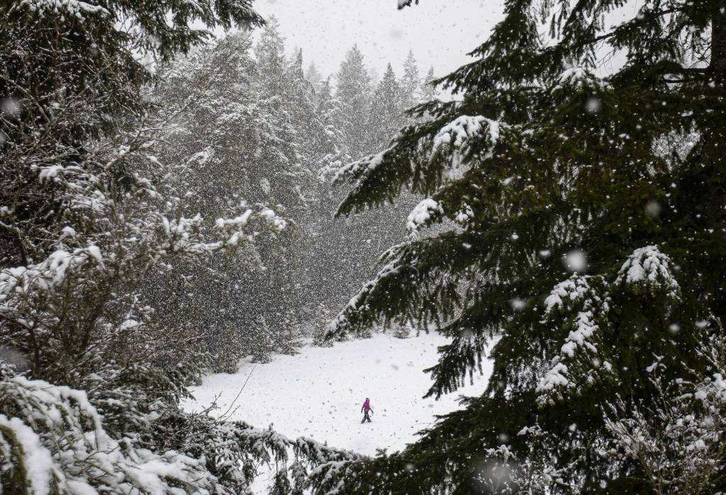 Avery Nicolayeff, 11, walks across a snow-covered field in Forest Park during a brief snowstorm on Feb. 23, 2023, in Everett, Washington. Several school districts delayed classes after 1 to 2 inches fell across the Snohomish County lowlands. (Olivia Vanni / The Herald)