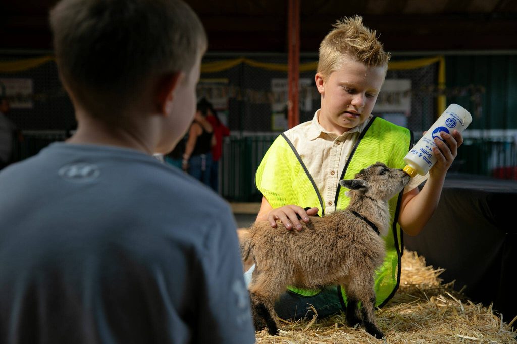 Rory Venable, 11, of Monroe, feeds his 7-week-old pygmy goat Mr. Darcy during opening day of the Evergreen State Fair on Thursday, Aug. 24, 2023, in Monroe, Washington. Mr. Darcy was Venables first 4-H animal. (Ryan Berry / The Herald)