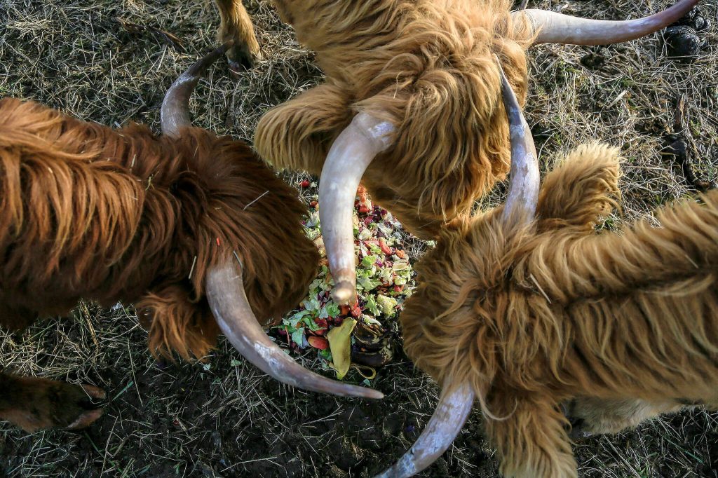 Annie Barker / The Herald
Scott and Tara Luckies Highland cattle munch on table scraps at Luckie Farms in Lake Stevens on Jan. 4. The couple keep many of the Highland cattle as pets, but raise some for meat.