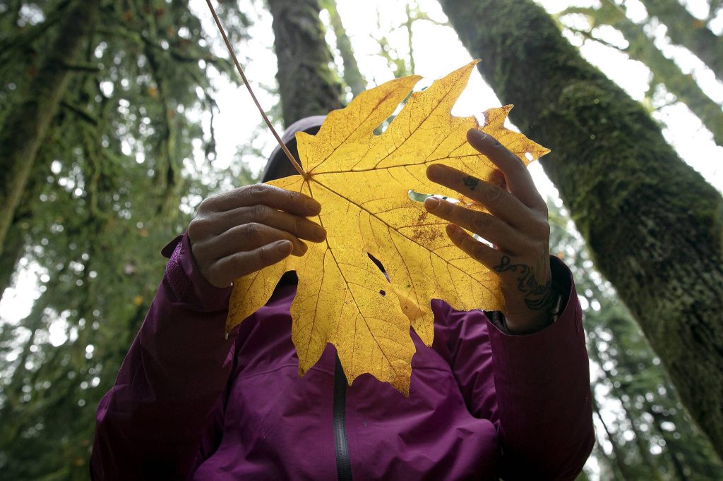 Ryan Berry / The Herald
Alexis Burroughs holds a maple leaf while guiding her participants through sensory observation during a forest bathing session Nov. 19 at Lord Hill Regional Park near Snohomish.