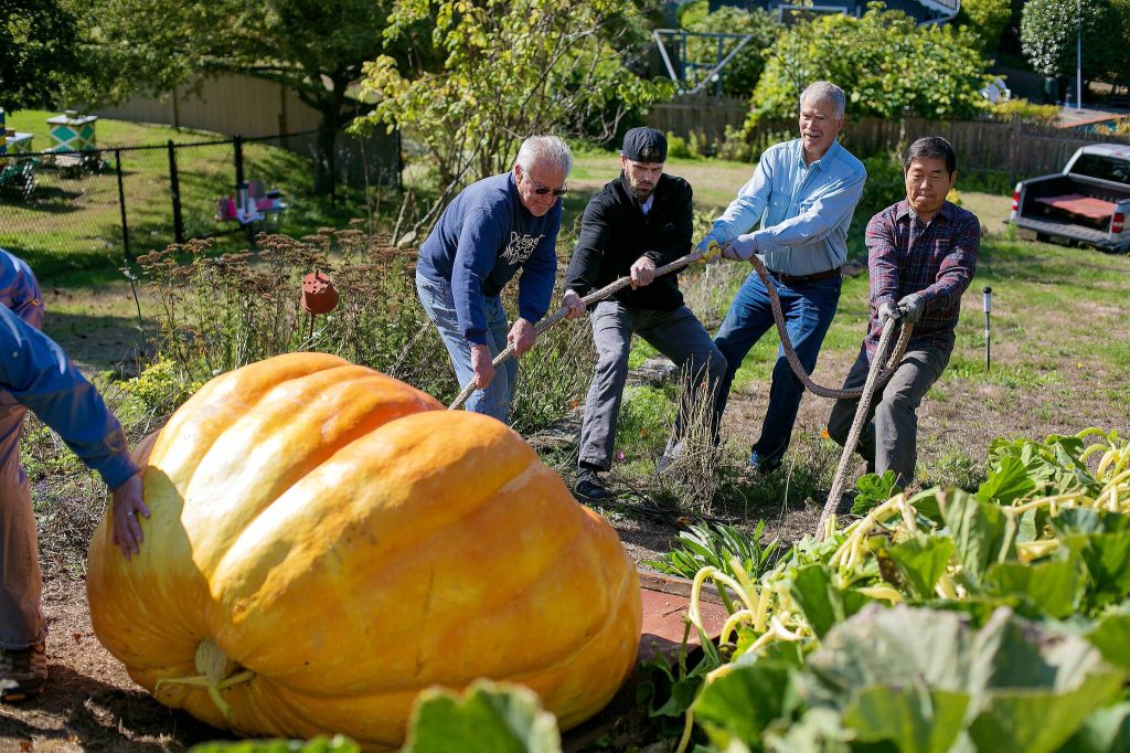 Ryan Berry / The Herald
Ross Haddow, second from right, receives some help pulling a giant pumpkin downhill from his garden to his truck Sept. 30 at his home in Edmonds. The gargantuan gourd was to be weighed the following day at a competition in Kent.