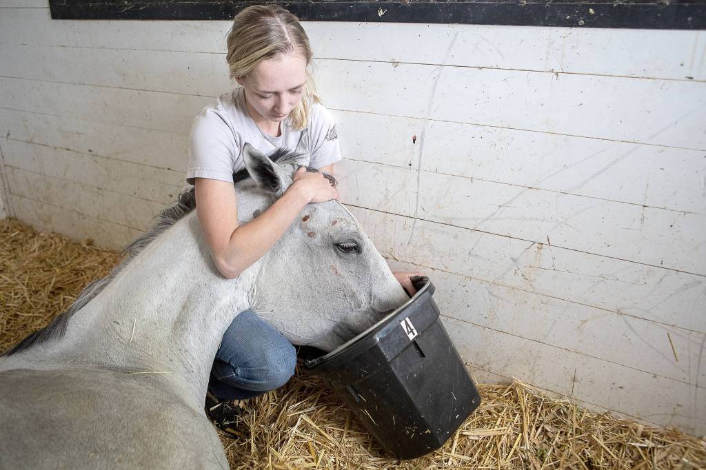 Kaisa Gifford holds up Manny’s head to drink water at the Gifford Horses barn on Friday, June 23, 2023, in Snohomish, Washington. Manny spends a lot of time laying down and doesn’t have enough energy to consistently drink water. Today Kaisa waits for the vet to see if Manny’s kidneys are failing and if they can continue treatment. A potentially swollen kidney and bright red blood are not promising signs. (Annie Barker / The Herald)
