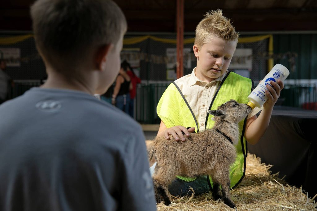 Rory Venable, 11, of Monroe, feeds his 7-week-old pygmy goat Mr. Darcy during opening day of the Evergreen State Fair on Thursday, August 24, 2023, in Monroe, Washington. Mr. Darcy was Venable's first 4-H animal. (Ryan Berry / The Herald)