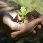A man holds an oak tree sapling in his hands. (Getty Images)