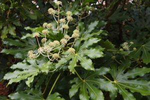Fatsia japonica, commonly called Japanese fatsia. (Great Plant Picks)