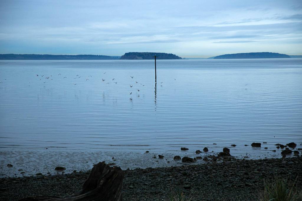 Seagulls take flight along the water at Pigeon Creek Trail on Tuesday, Jan. 2, 2024, in Everett, Washington. (Ryan Berry / The Herald)