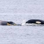 A pod of transient orcas, known as T124As, surfacing near Tacoma. (Craig Craker/Orca Network)