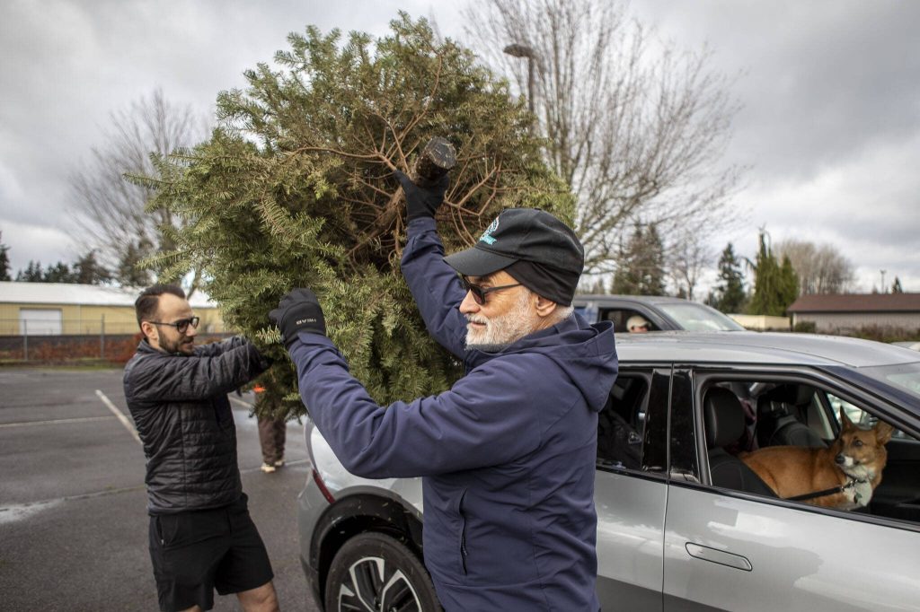 Pete Pias moves a tree from a vehicle during a recycling event at 1049 State Ave in Marysville, Washington on Saturday, Jan. 6, 2024. (Annie Barker / The Herald)