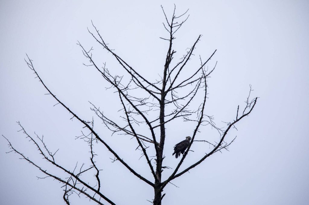 A bald eagle perches in a tree at Spencer Island in Everett, Washington on Thursday, Jan. 11, 2024. (Annie Barker / The Herald)